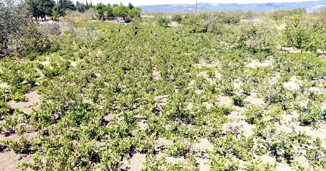 Tekirdağ da kuraklık üzümde rekolte ve kalite kaybına neden oldu Tekirdağ Haberleri