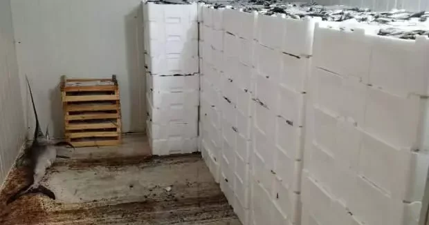 Bursa haberleri Yer: Bursa! Avladıkları yüzlerce kilo balığın sevinci kursaklarında kaldı 07 Eylül 2025