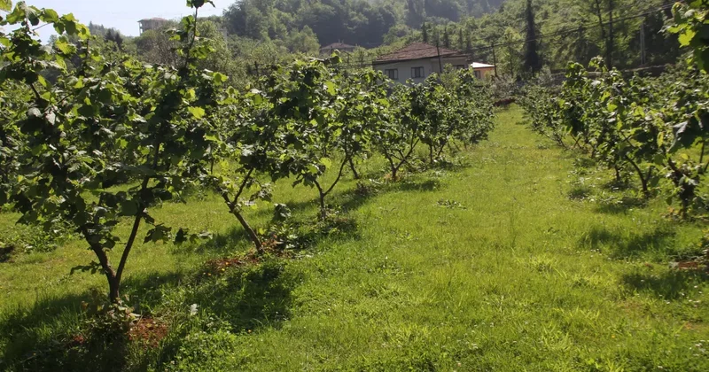 Karadeniz de fındık hasadı tamamlandı! Artık iş üreticilerden çıktı