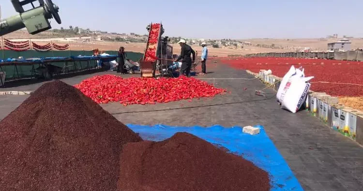 Tarlaya giren gözyaşlarını tutamadı! Şanlıurfa da acı hasat başladı