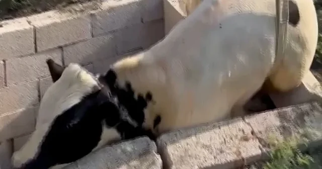 Adana da kuyuya düşen inek kurtarıldı VİDEO İZLE