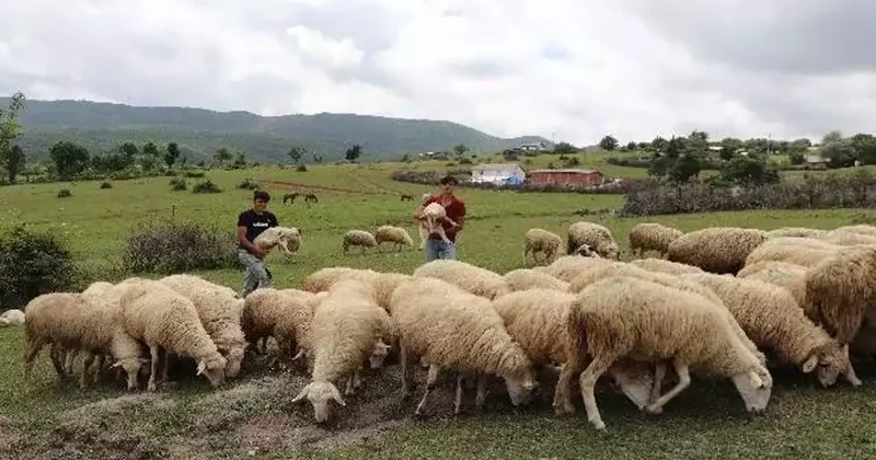 Bu meslek üreticinin belini büktü! Maaşlar, 70 bin TL den 130 bin TL ye çıktı