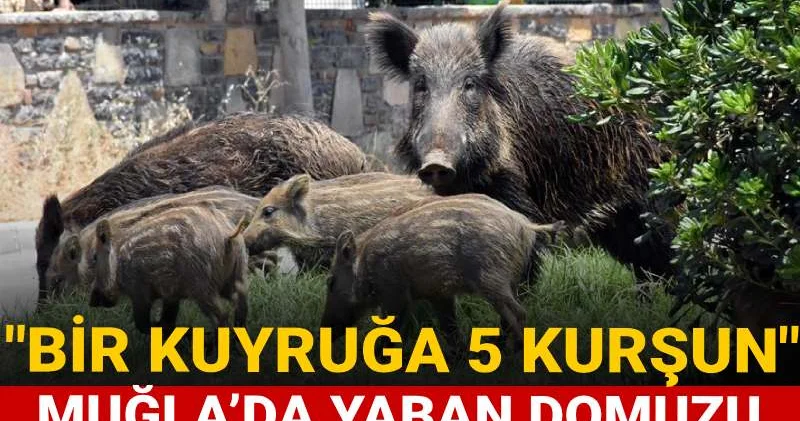 Muğla’da yaban domuzu avına milyonluk ihale! Bir de kampanya yaptılar!