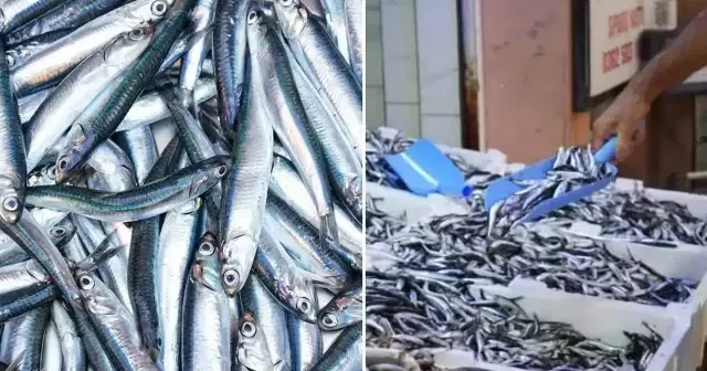 Hamside fiyat yarıya düştü: Karadeniz de bu sene hamsi bolluğu var Samsun Haberleri