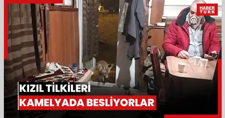 Kızıl tilkileri kamelyada besliyorlar