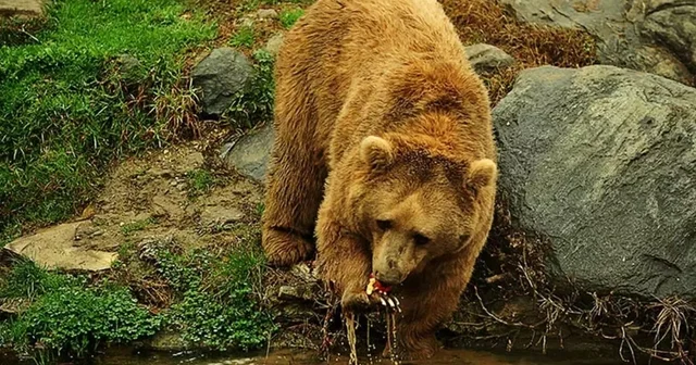 Profesörden popülasyonu 5 kat artan ayılar için kontrollü avlanma önerisi Trabzon Haberleri