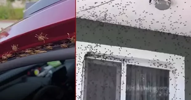 Giresun haberleri Giresun’da endişelendiren manzara! Evleri ve araçları istila ettiler 07 Ekim 2025