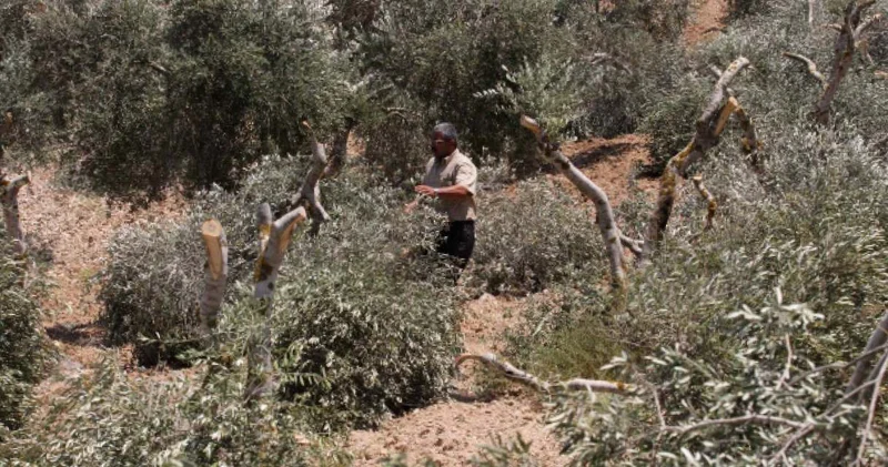 İsrail bu kez de Filistinlilerin zeytin ağaçlarını kesti!