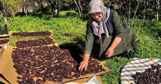 Cancur eriğinde hasat, festival ile başladı Ardahan Haberleri