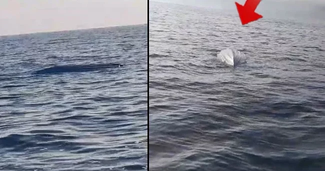 Karadeniz kıyılarında tedirgin eden cisim! İnceleme başlatıldı