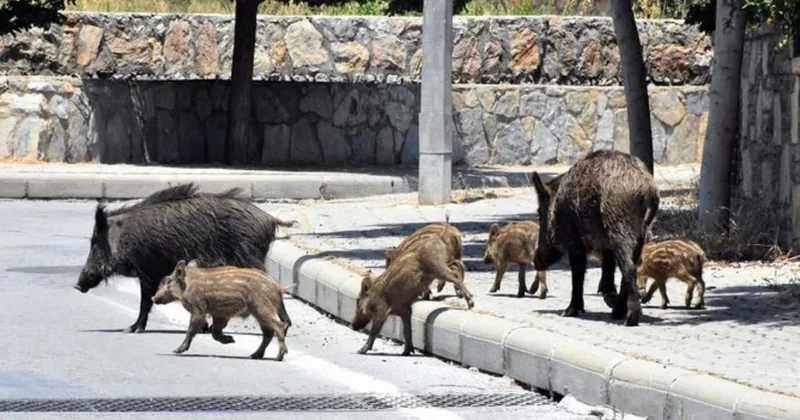 Kurşun teşvikli domuz avı projesi tartışma yarattı Sözcü Gazetesi
