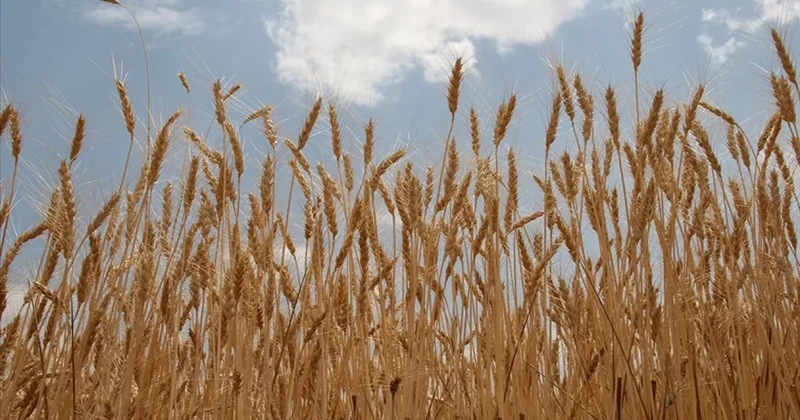 TMO, buğday ve arpa alımlarına 12 Mayıs ta başlayacak
