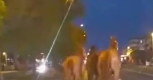 Yarış atları, karayolunu birbirine kattı
