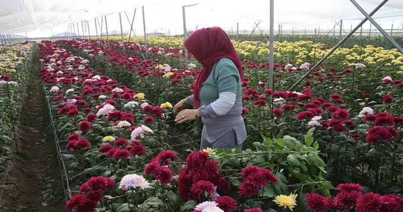 Üç kadın senede 1 milyon fide ekiyor