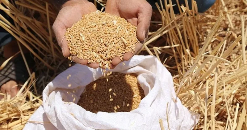 Buğday ve arpa alımları için tarih belli oldu