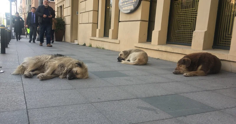 AYM büyük tepki çeken sokak hayvanları yasasına yapılan itirazı reddetti Agos