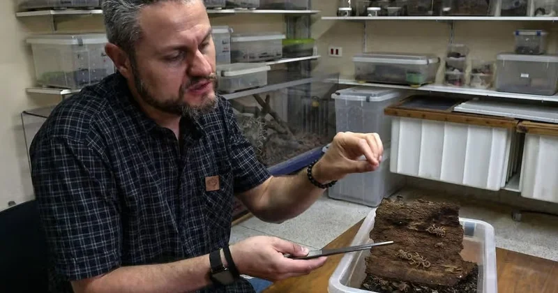 Çiftleşmeden çoğalıp 400 gün aç yaşıyorlar: Şehirleri ele geçiriyorlar Sözcü Gazetesi