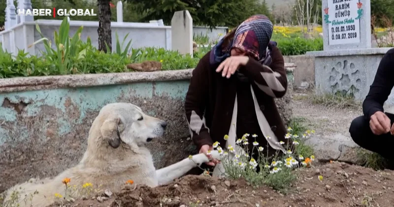Garip in vefası: Ölen sahibinin mezarından bir an bile ayrılmıyor Gece gündüz burada yatıyor