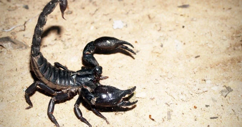 Akrepler şehirleri istila etti: Saldırı vakalarında yüzde 250 artış