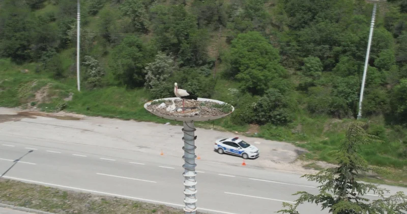 Leylek otelin yavruları dünyaya geldi