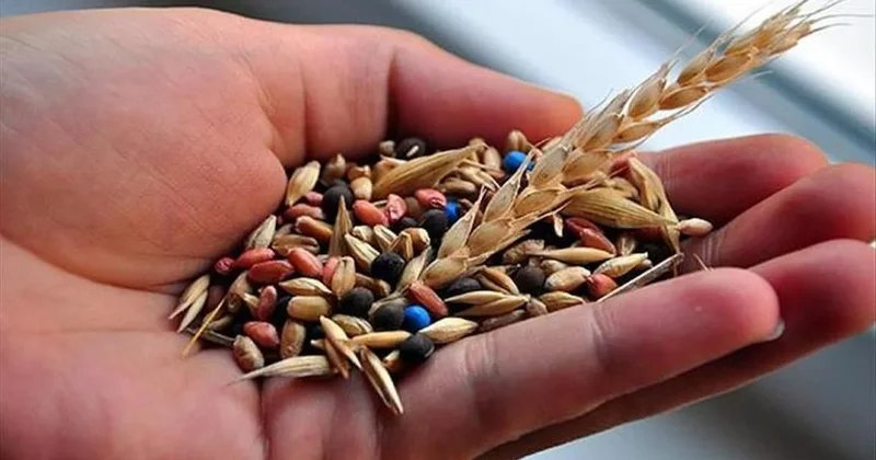 Çiftçilere dağıtılan tohumların yüzde 80’i yerli üretim Sözcü Gazetesi