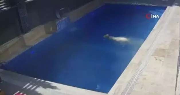 Kurbanlık koçun havuz sefası