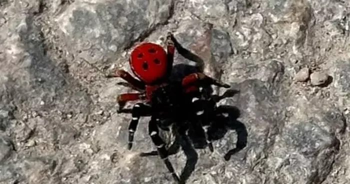 Uğur böceği görünümlü böcek, sandığınız kadar masum değil