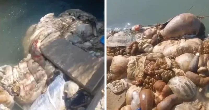 Görüntüler mide bulandırdı! Adana da kurban sakatatlarını sulama kanalına attılar