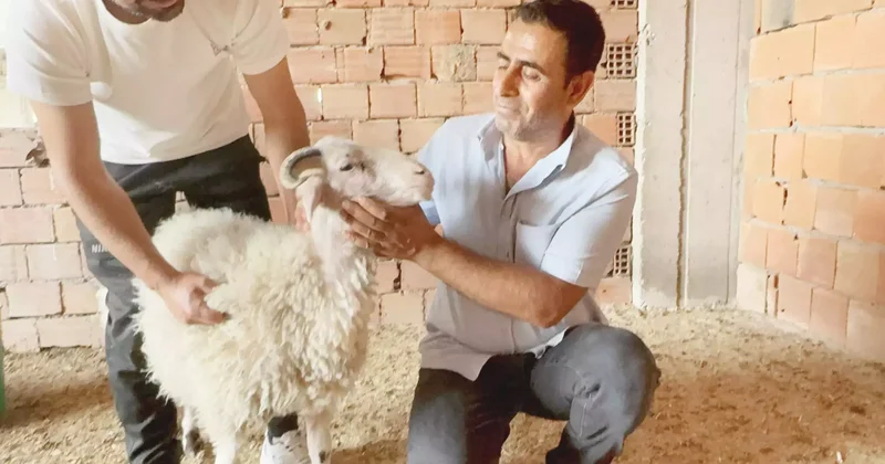 Firar edince satılmaktan kurtuldu... Kıyamam ben sana koçum
