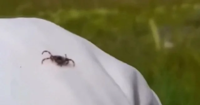 Kızılcahamam’da kene isyanı VİDEO İZLE