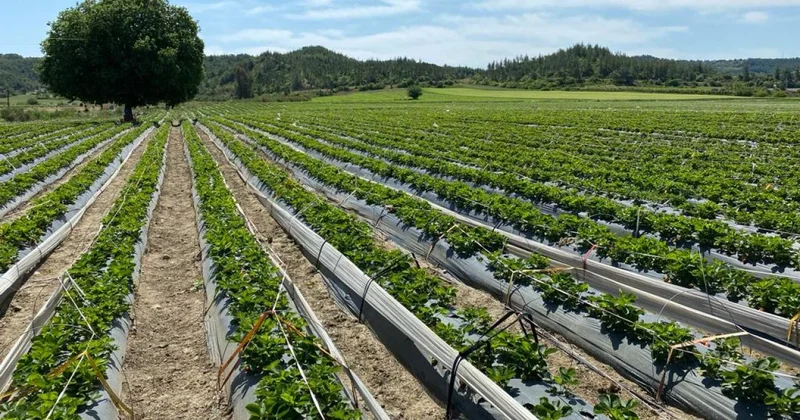 Tarım ve kırsal kalkınma hibeleriyle 70,3 milyon euroluk yatırım