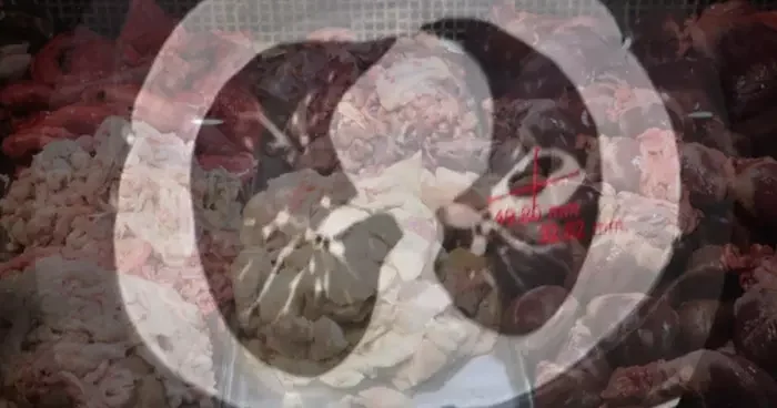 Kurban sakatatında ölümcül tehlike! Kistli sakatatları sokak köpeklerine vermeyin! Kist hidatik uyarısı: İnsanlarda organ yetmezliği ve ölüme neden olabilir