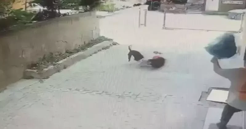 Ataşehir de Pitbull un saldırdığı 7 yaşındaki Ahmet in annesi: Tasması yok, boynunda ipi yok