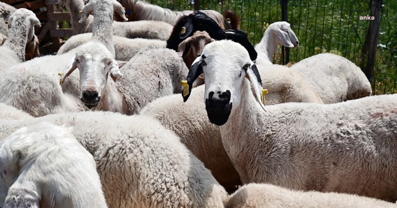 Yozgat’ta besiciler Kurban Bayramı satışlarında umduğunu bulamadı Sözcü Gazetesi