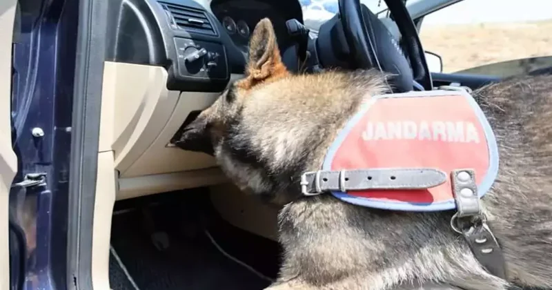 Narkotik köpeği, koklayıp bulduğu uyuşturucuyu patisiyle böyle çıkarttı