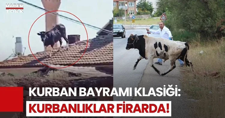 Yine Aynı Manzara: Kurbanlıklar Kaçtı, Vatandaşlar Peşinden Koştu!