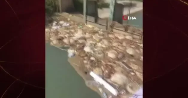 Adana da skandal görüntüler: Hayvan pisliklerini sulama kanalına attılar