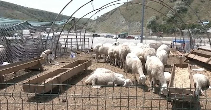 Besici tepkili: Hayvanı Et ve Süt Kurumu’na verene kadar garibana veririm, sevap alırım Sözcü Gazetesi