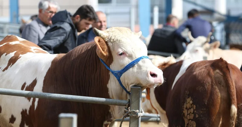 Karantina sebebiyle kurban pazarlarına gönderilemeyen hayvanları da ESK satın alacak