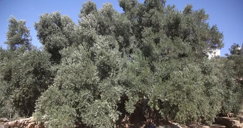Batı Şeria da 100’den fazla zeytin ağacını kestiler