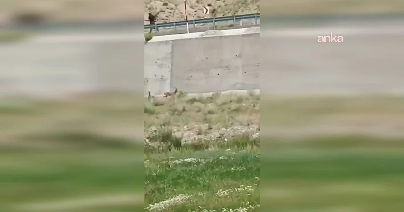 Geyik katliamına jandarma Dur dedi!