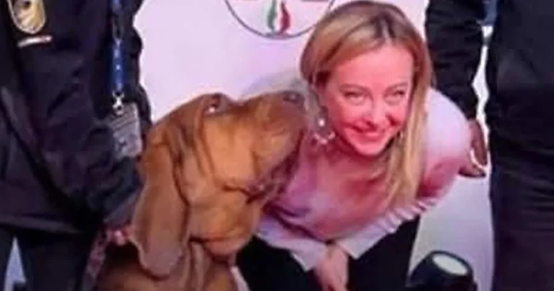 Meloni nin ödüllendirdiği kurtarma köpeği Bruno korkunç bir cinayete kurban gitti: İçine çivi doldurulmuş etle....