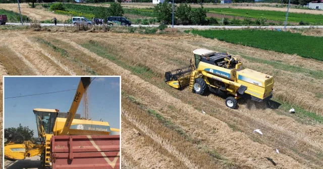 Bafra Ovası nda hububat hasadına başlandı: Dönüm başına 380 ile 420 lira arasında hasat yapılıyor Hayat Haberleri