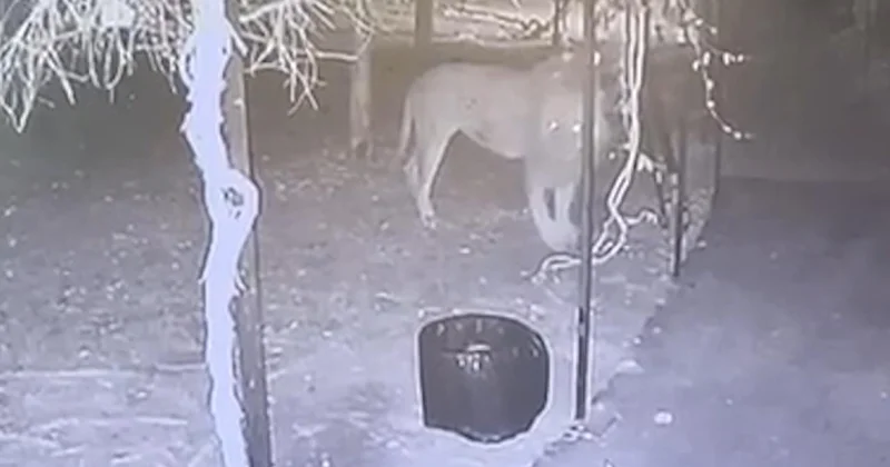 Çiftçiye saldıran aslanın sahibinden sosyaldi savunması