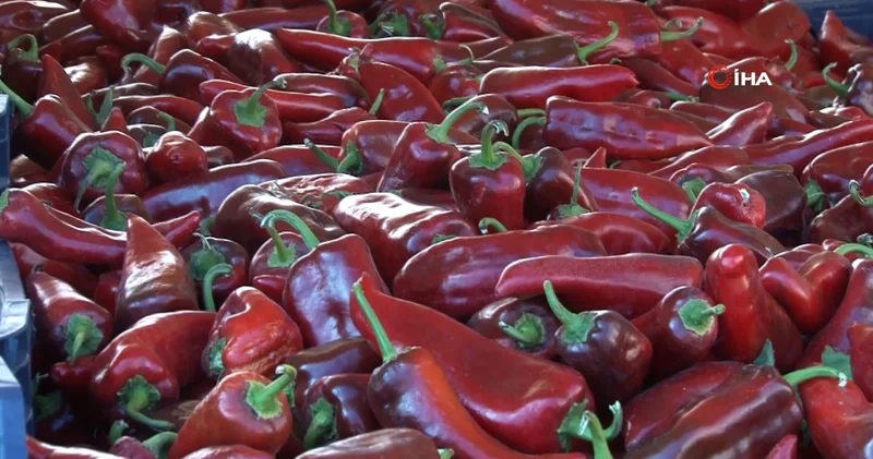 Sezonu başlayan salçalık biberde 2025 yılı fiyatı belli oldu