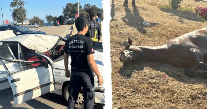 At plajda dehşet saçtı! Denize sokulmak istemeyince olanlar oldu