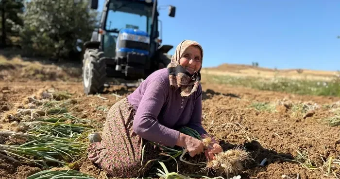 Dünyaca ünlü Taşköprü sarımsağında hasat dönemi başladı