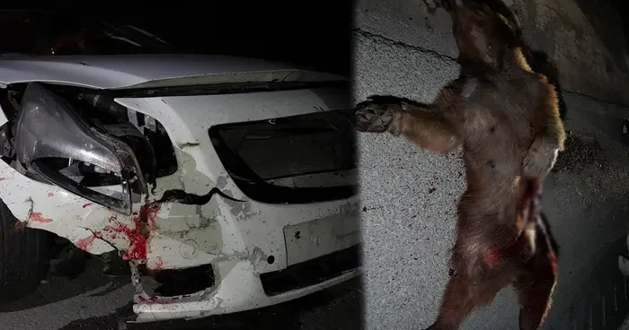 Gümüşhane de ilginç kaza! Bir anda önüne fırladı: Şoför hayatının şokunu yaşadı!