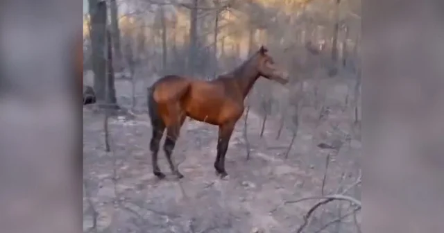 Seferihisar da alevlerin arasından sağ kurtulmayı başaran atı şoka girmiş halde buldular VİDEO İZLE