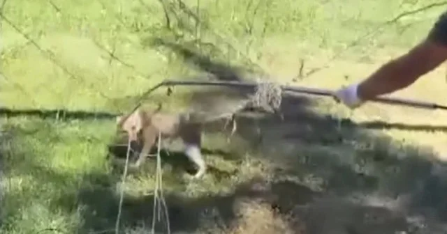 Kastamonu’da halı sahada tilki kurtarma operasyonu VİDEO İZLE